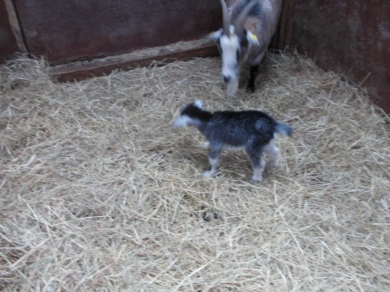 Billede 3 - afrikansk dværgged