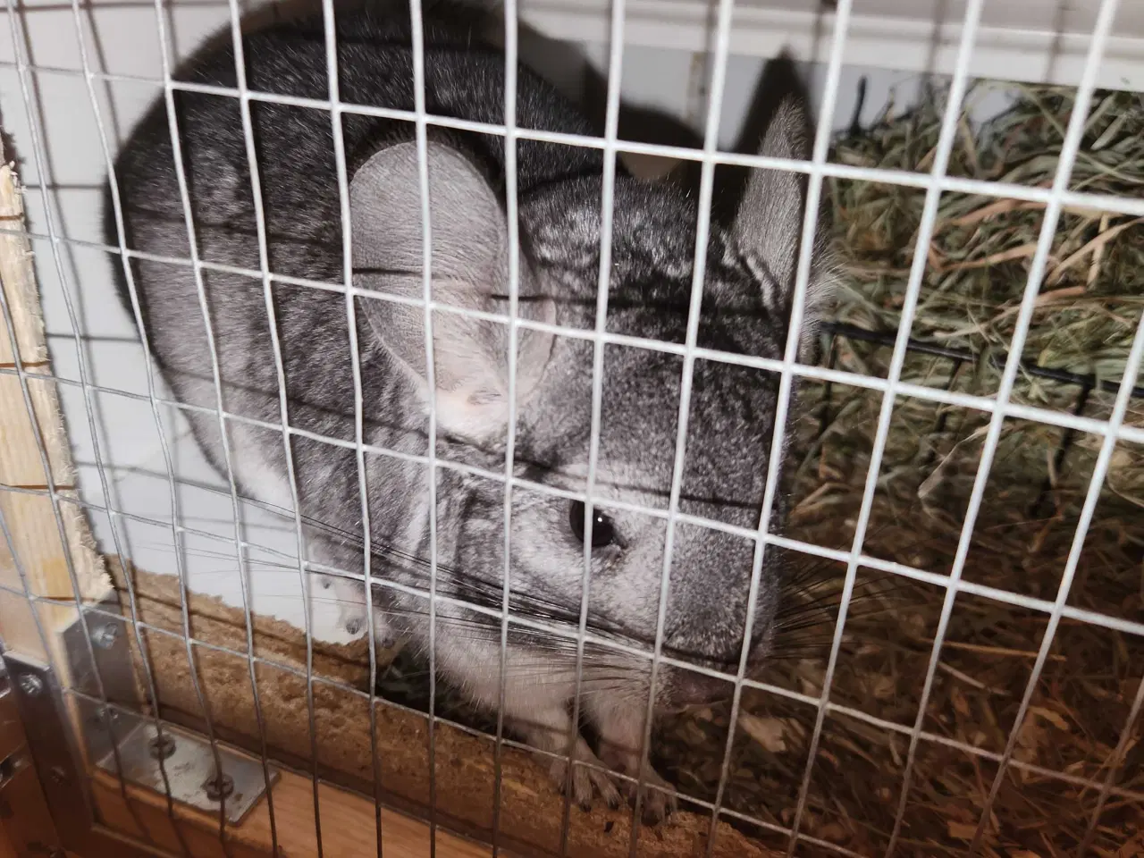 Billede 4 - Chinchilla-søskende