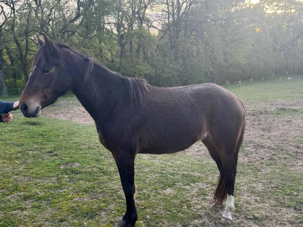 Billede 1 - Ung pony klar til arbejde 