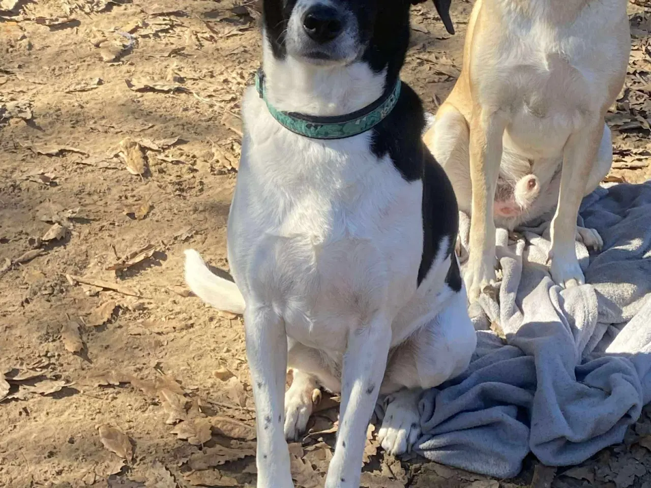 Billede 3 - Wilma til adoption! 🩷