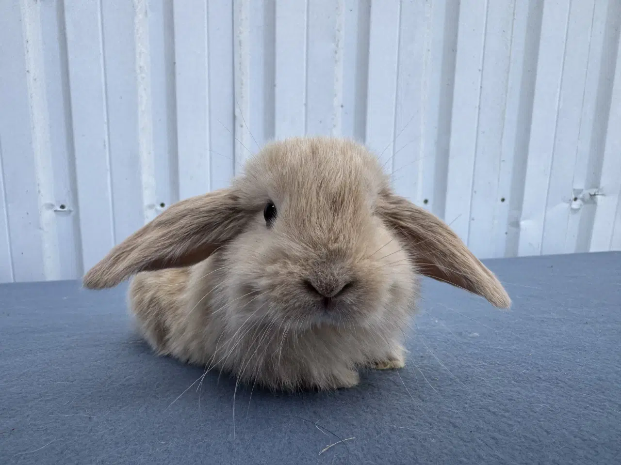 Billede 1 - Dværgvædder/Mini lop hankanin