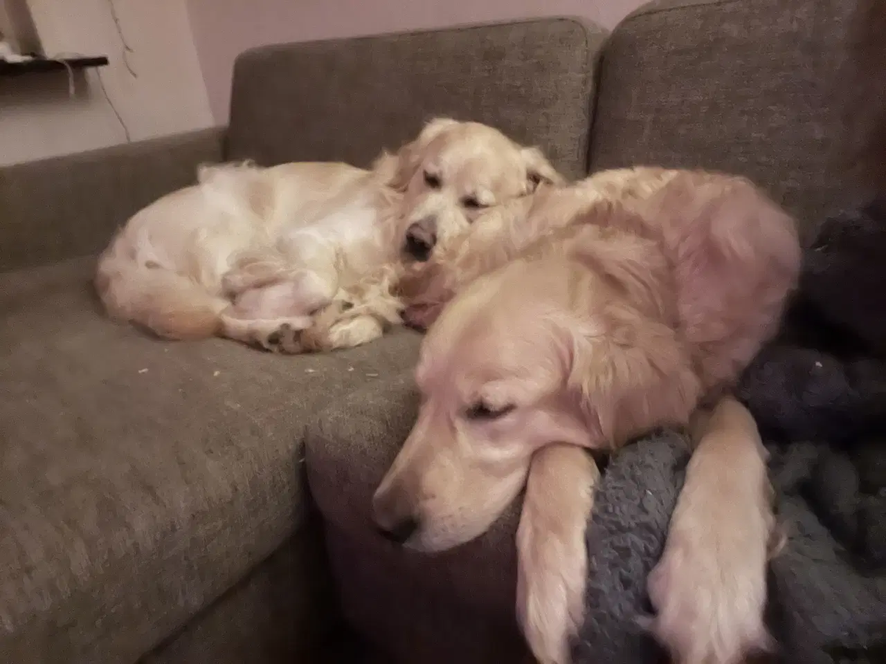 Billede 6 - Golden Retriever hvalpe