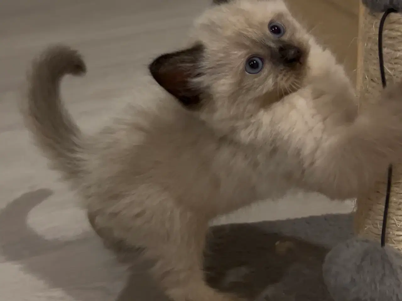 Billede 1 - Ragdoll / Hellig Birma