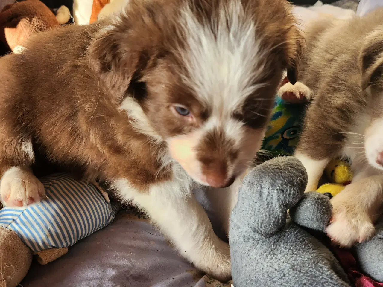 Billede 8 - Border collie/ Australien Shepherd mix