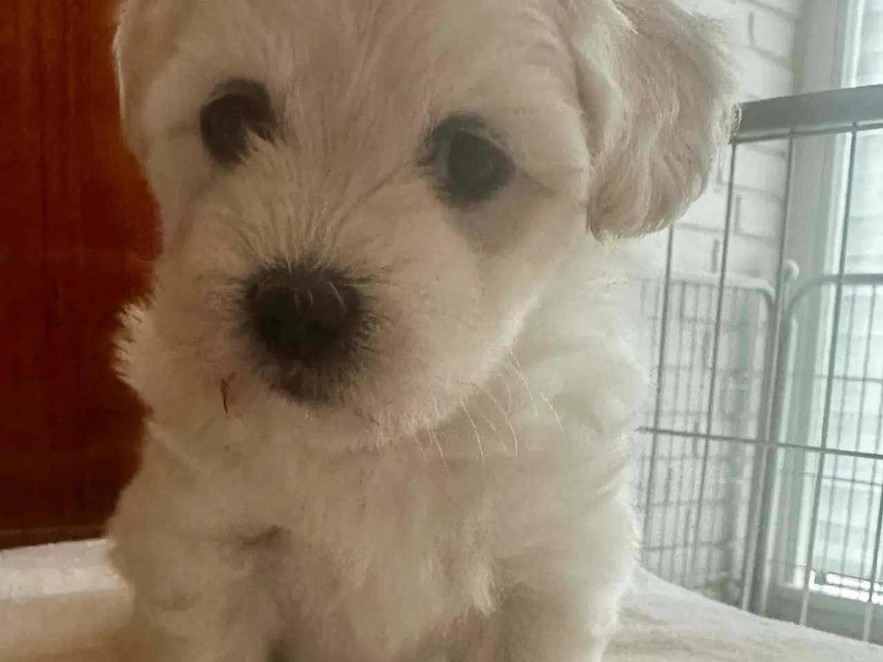 Billede 2 - Coton de Tulear blanding 