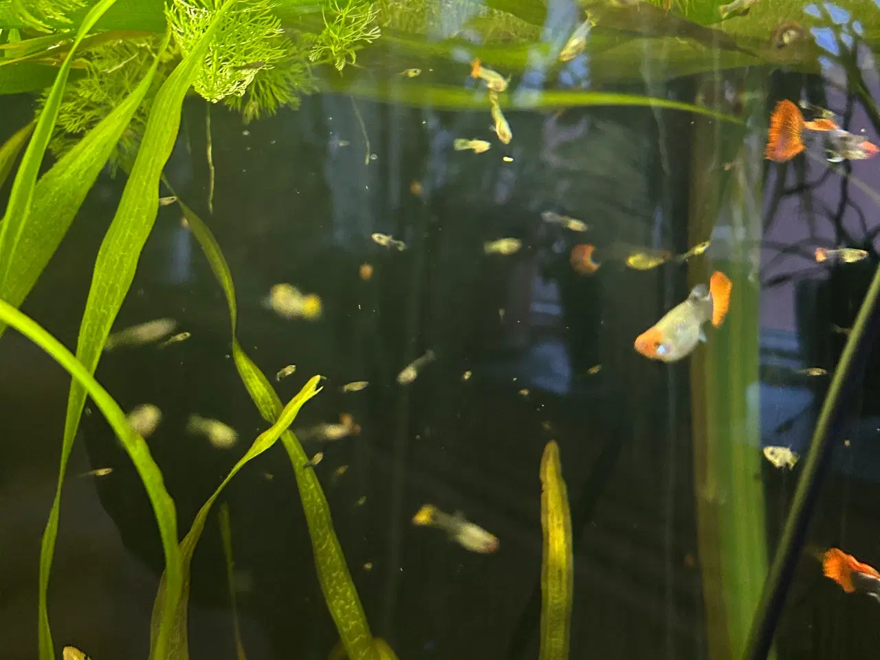 Billede 6 - ❤️🐟 Rednose Dumbo Guppy – Smuk Kontrast (unger)