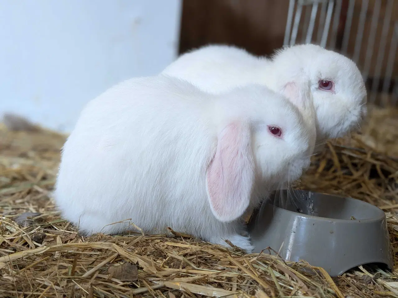 Billede 4 - Kærligt hjem søges til Candy🐰❤️
