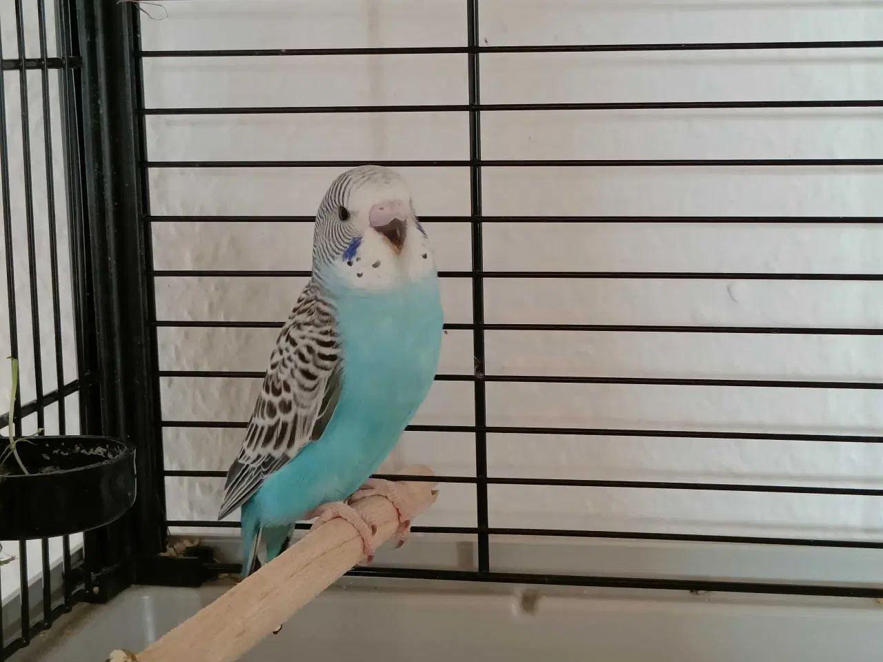 Billede 2 - To undulatunger sælges