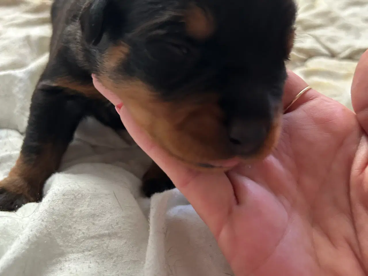 Billede 1 - Rottweiler h alpe