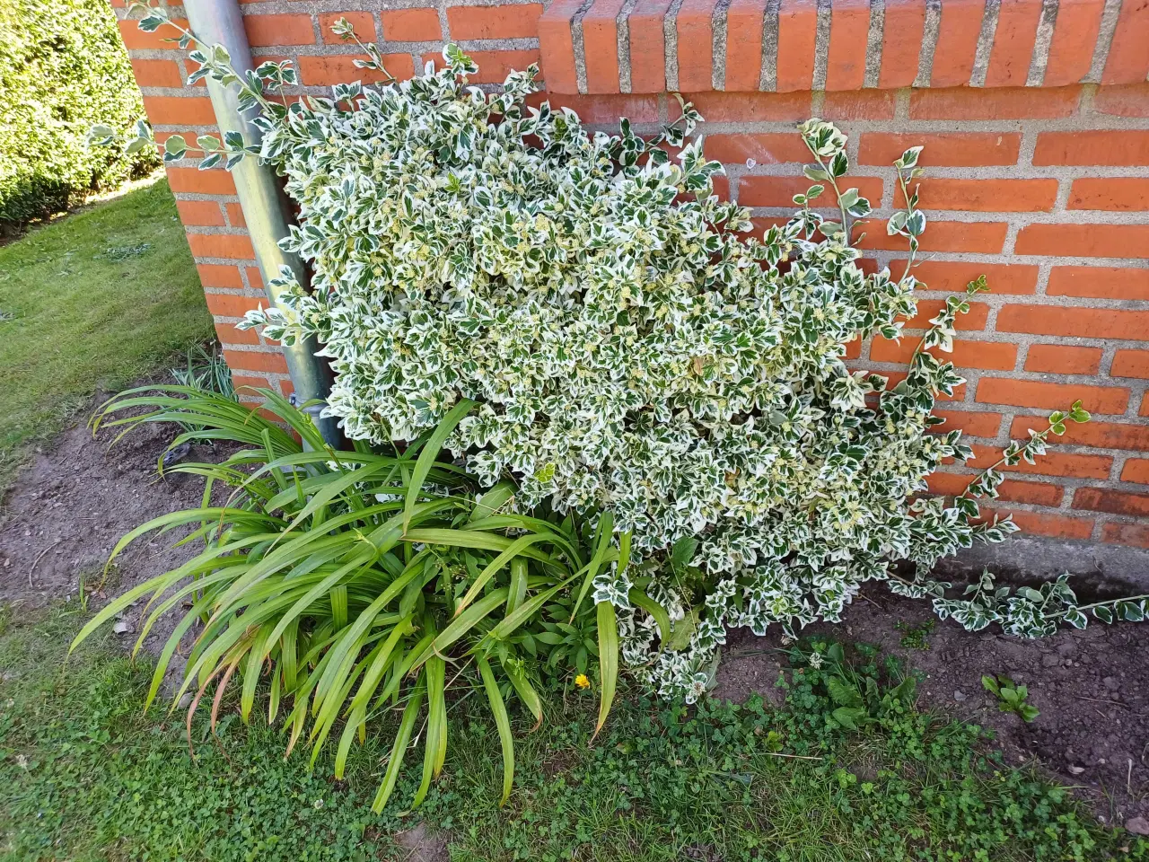Billede 1 - Gratis Planter