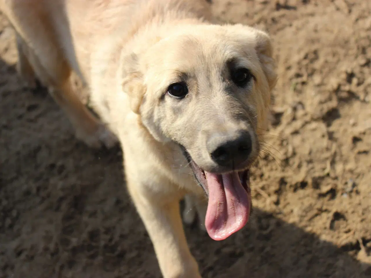 Billede 2 - Missy (blandingshund / gadehund)