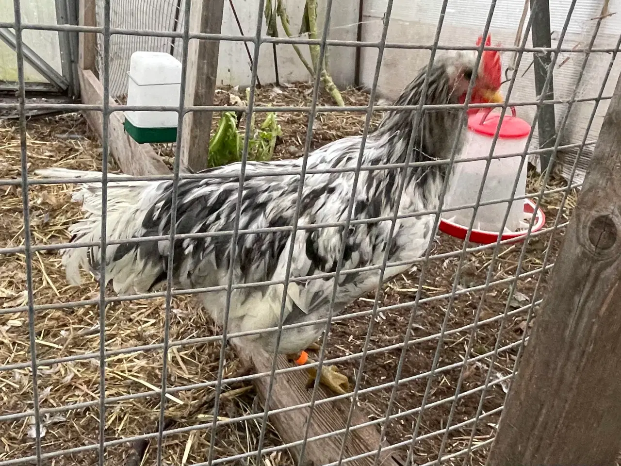 Billede 4 - Silverrruds blå, ung hane i splash-farvet 