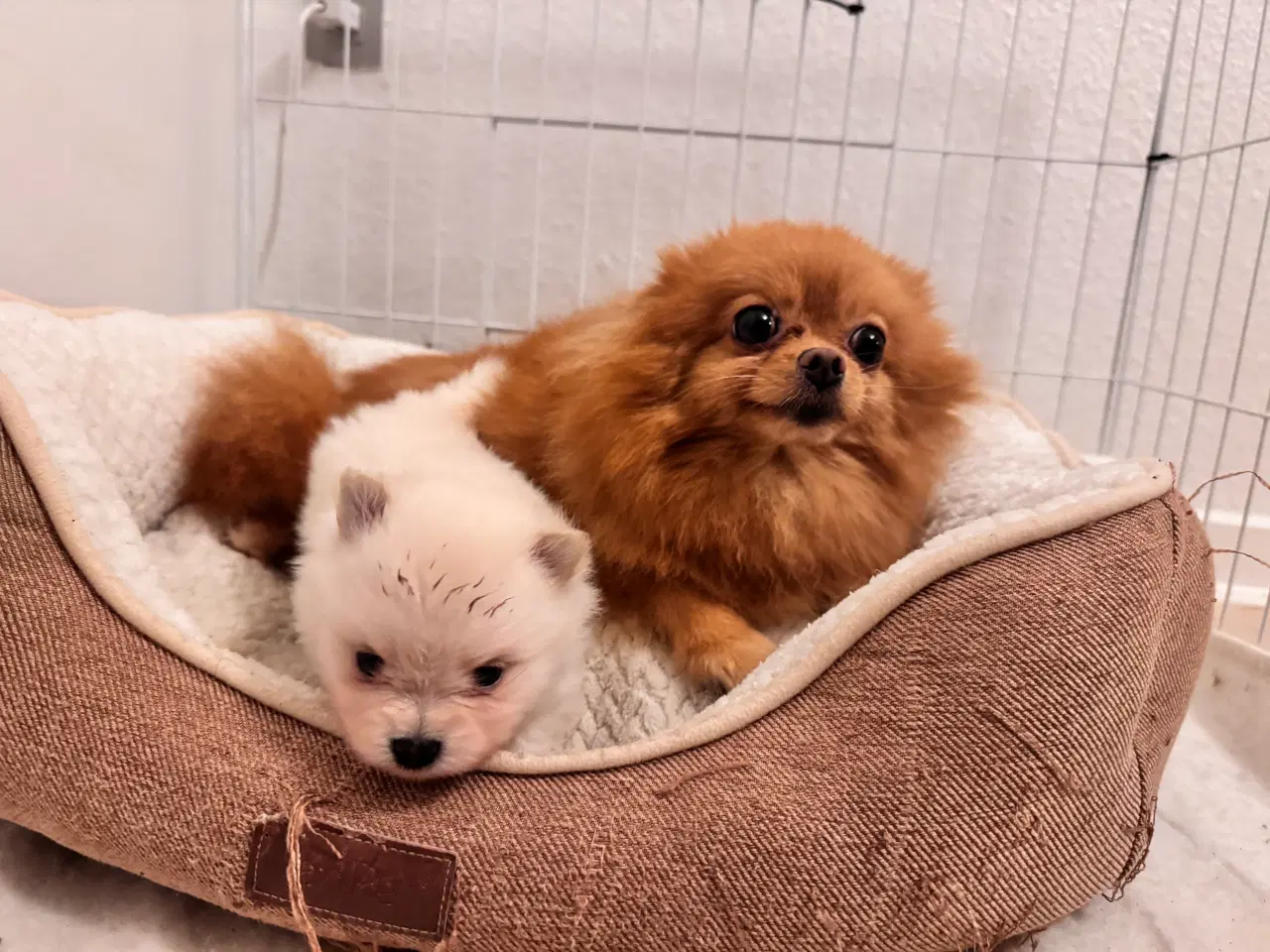 Billede 5 - Pomeranian hvalp 