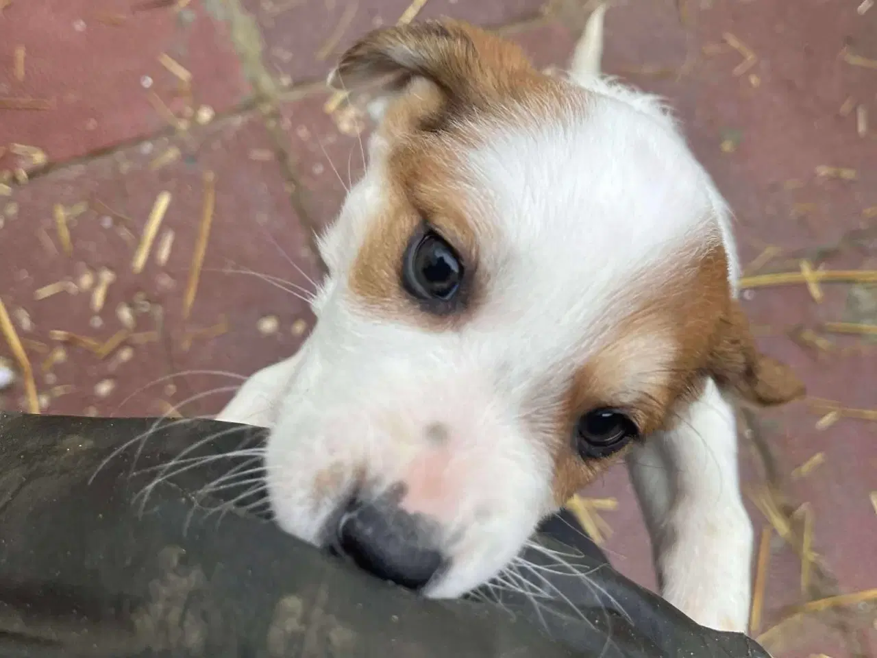 Billede 2 - Sødeste lille Panda søger familie