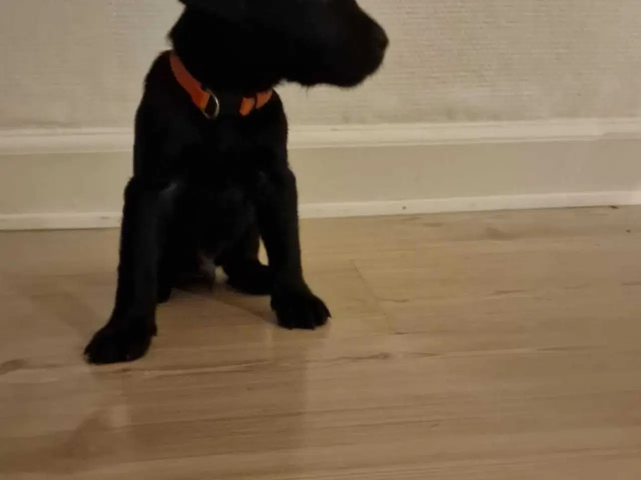 Billede 4 - Labrador søger ny mad far.