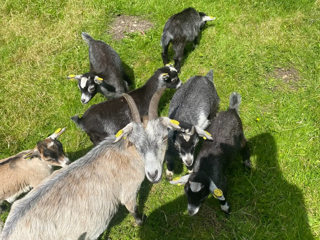 Billede 1 - Dværggedekid gimmer og kastrater sælges