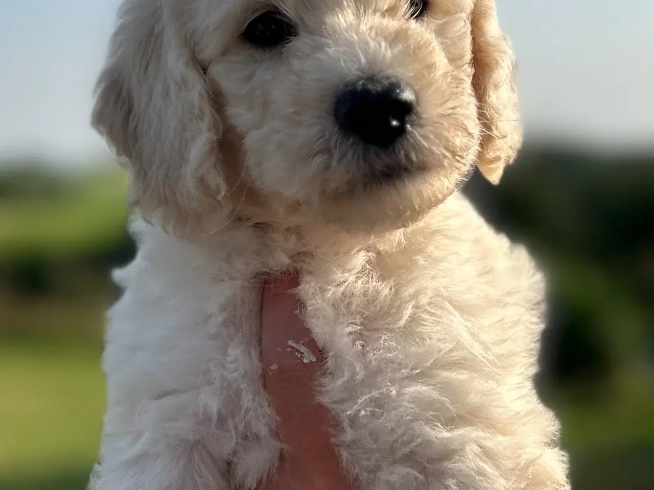 Billede 1 - Super flot Goldendoodle F1B Dreng