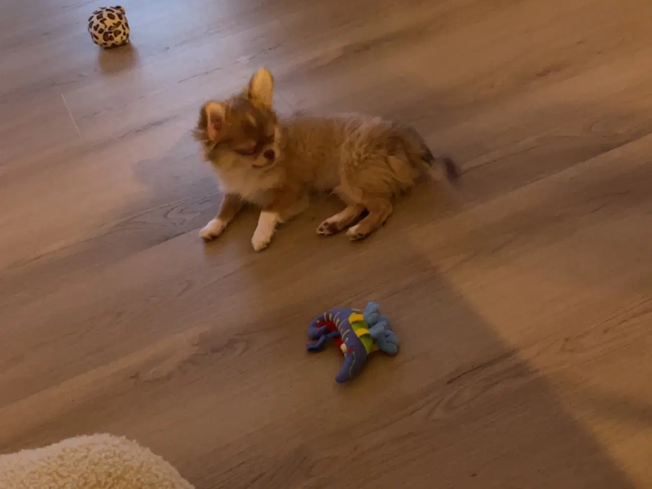 Billede 1 - Lille fyr som skal væk nu!