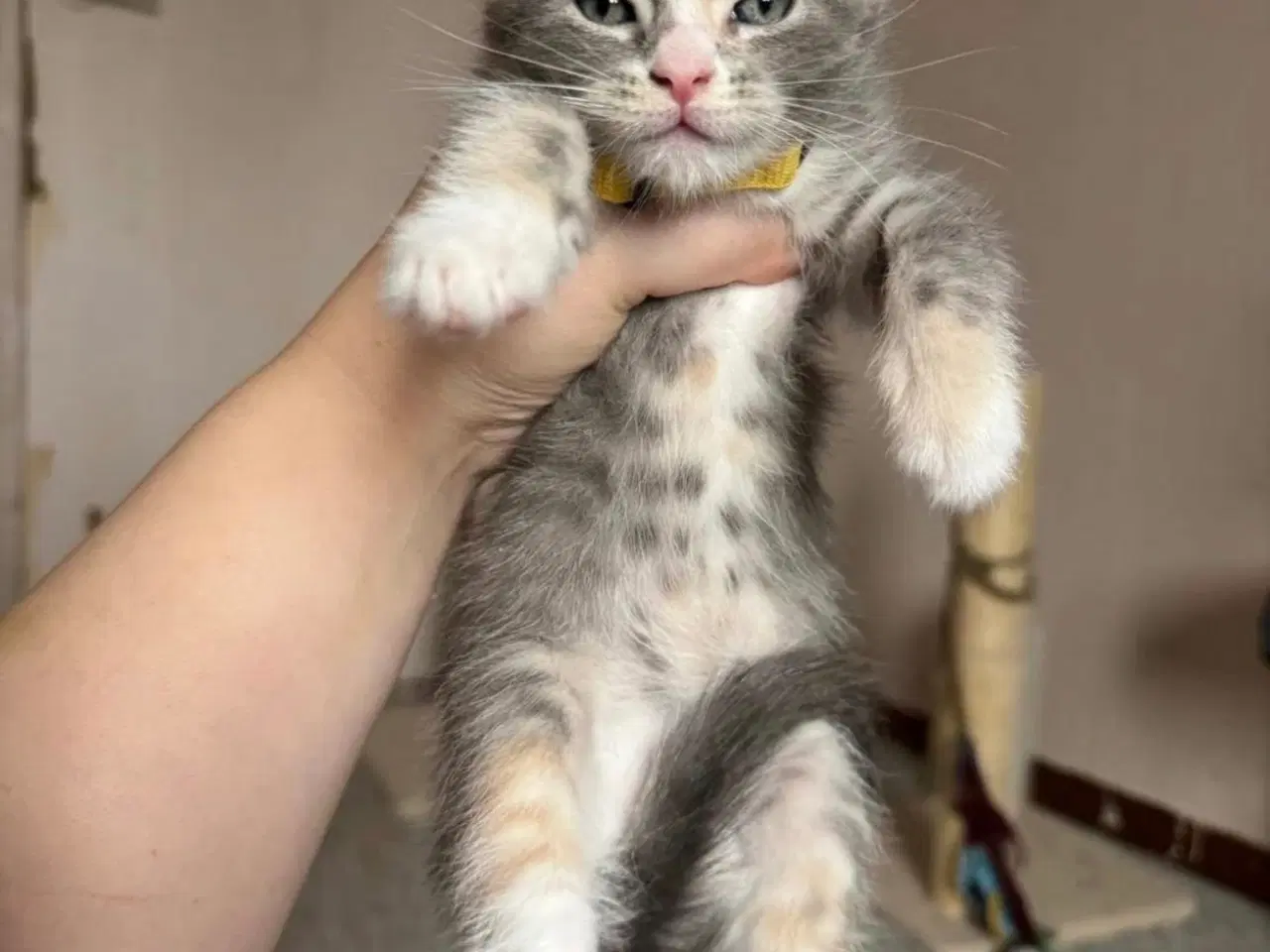 Billede 8 - Maine Coon blandings hunkilling