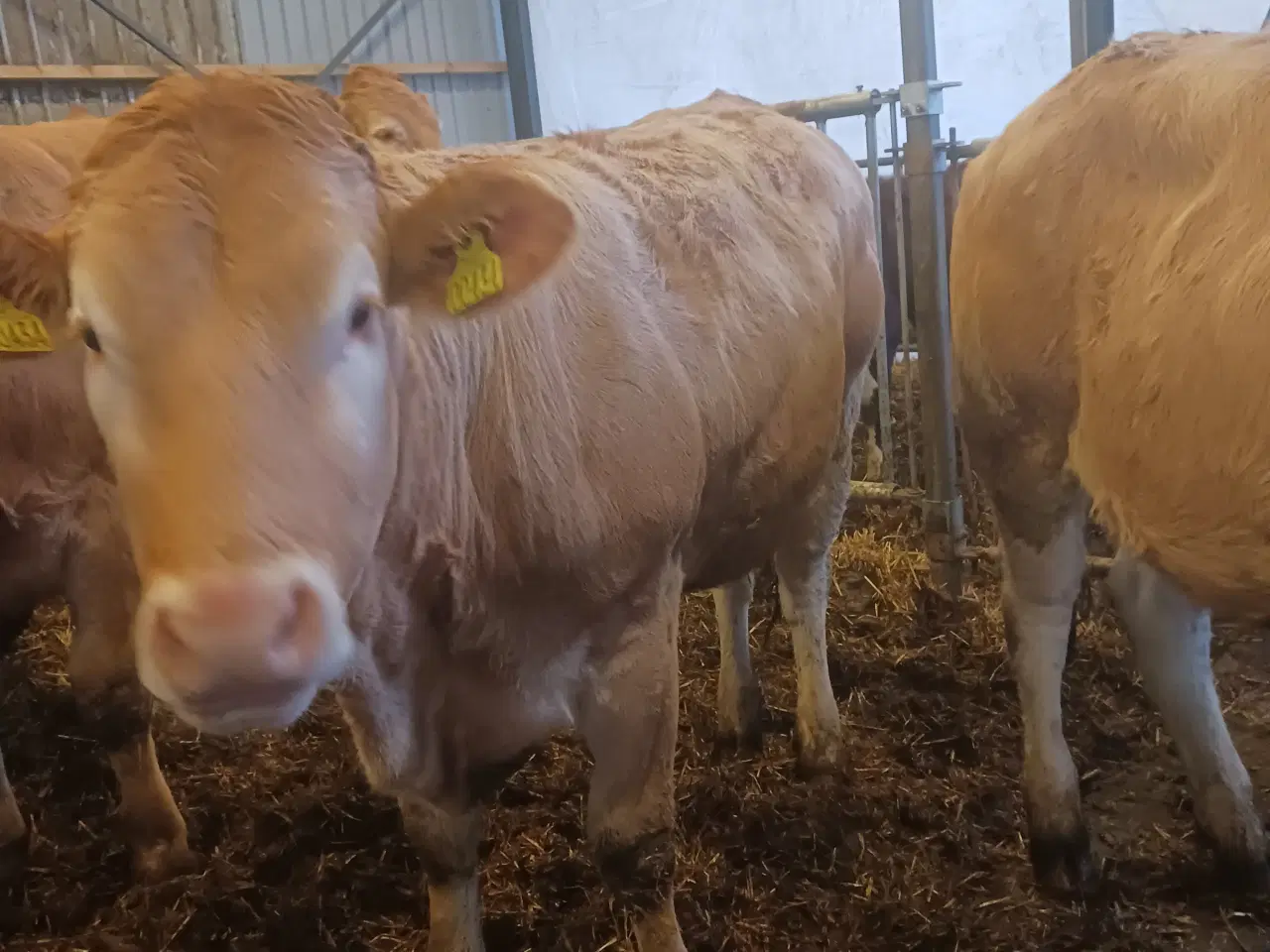 Billede 5 - Blonde kvier 