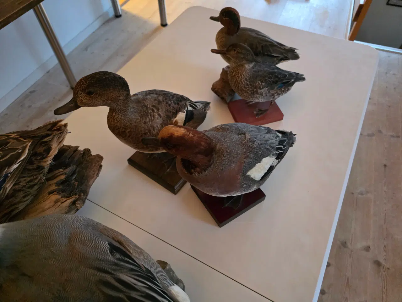 Billede 11 - Svømmeænder sælges samlet eller hver for sig