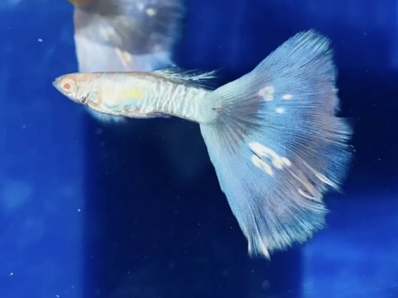 Billede 1 - Albino Galaxy blue Tail 