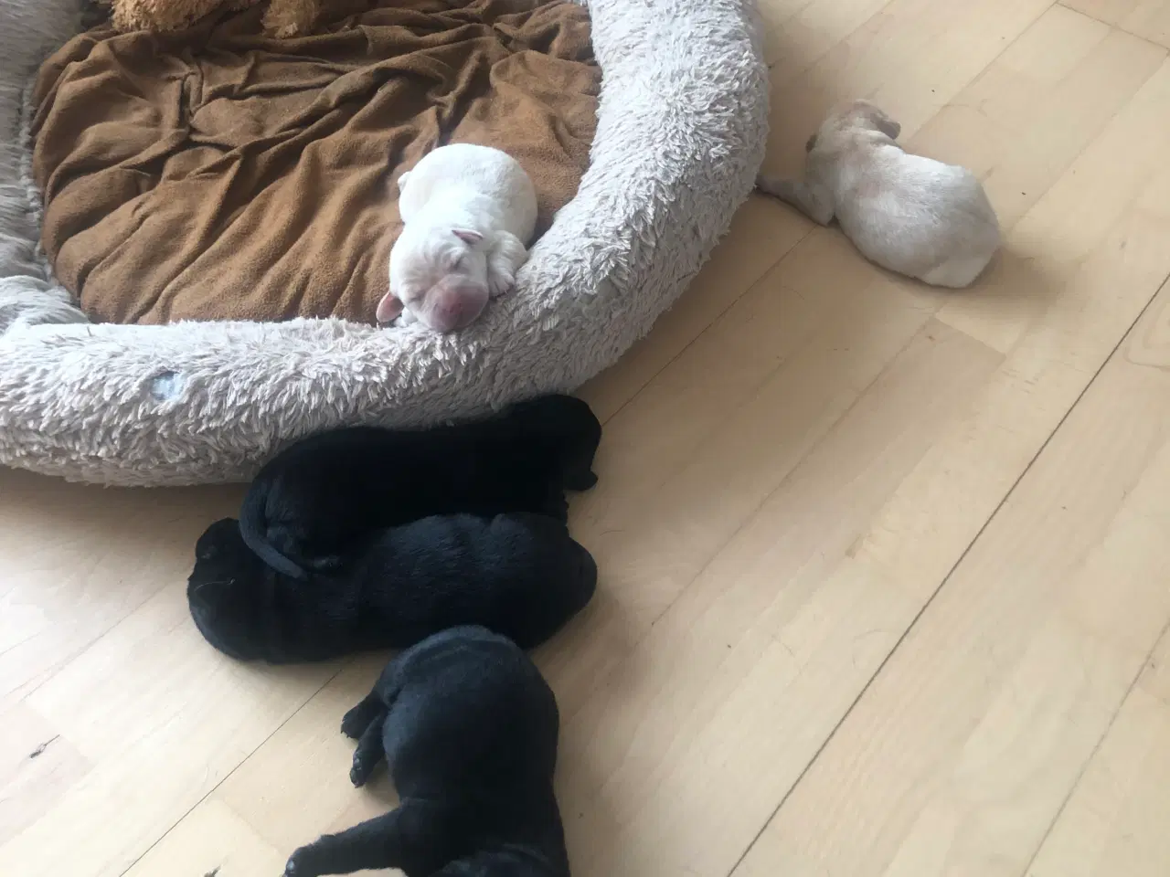 Billede 12 - 5 Perfekte søde små Labrador hvalpe