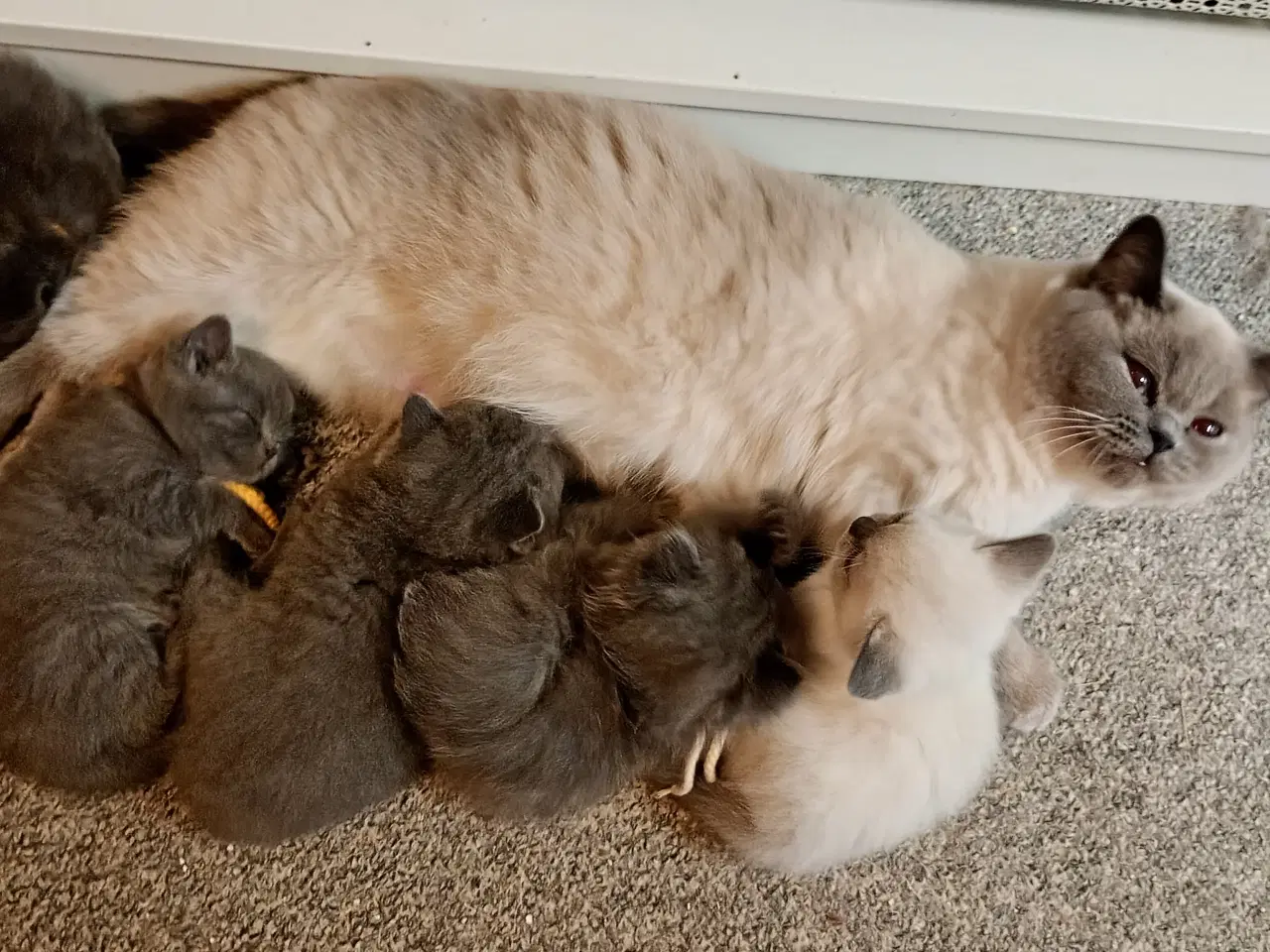 Billede 17 - British shorthair pige - RESERVERET