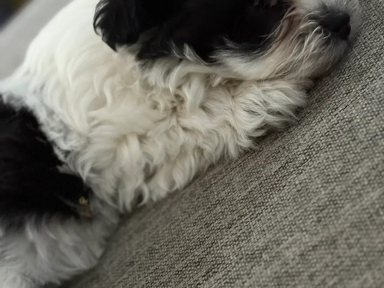 Billede 5 - Skøn lille Boomer han - shih tzu/malteser