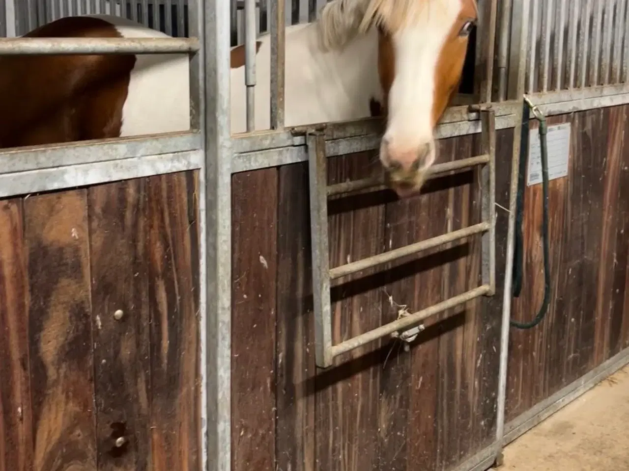 Billede 3 - Tinker/dansk varmblods plag