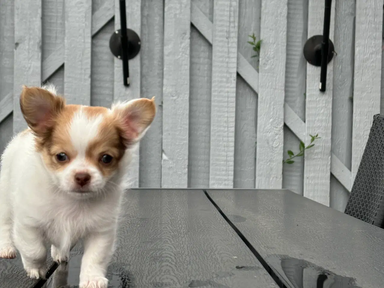 Billede 5 - Chihuahua