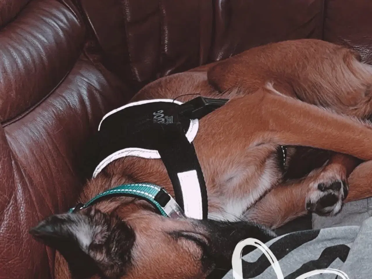 Billede 6 - Hund søger nyt hjem 