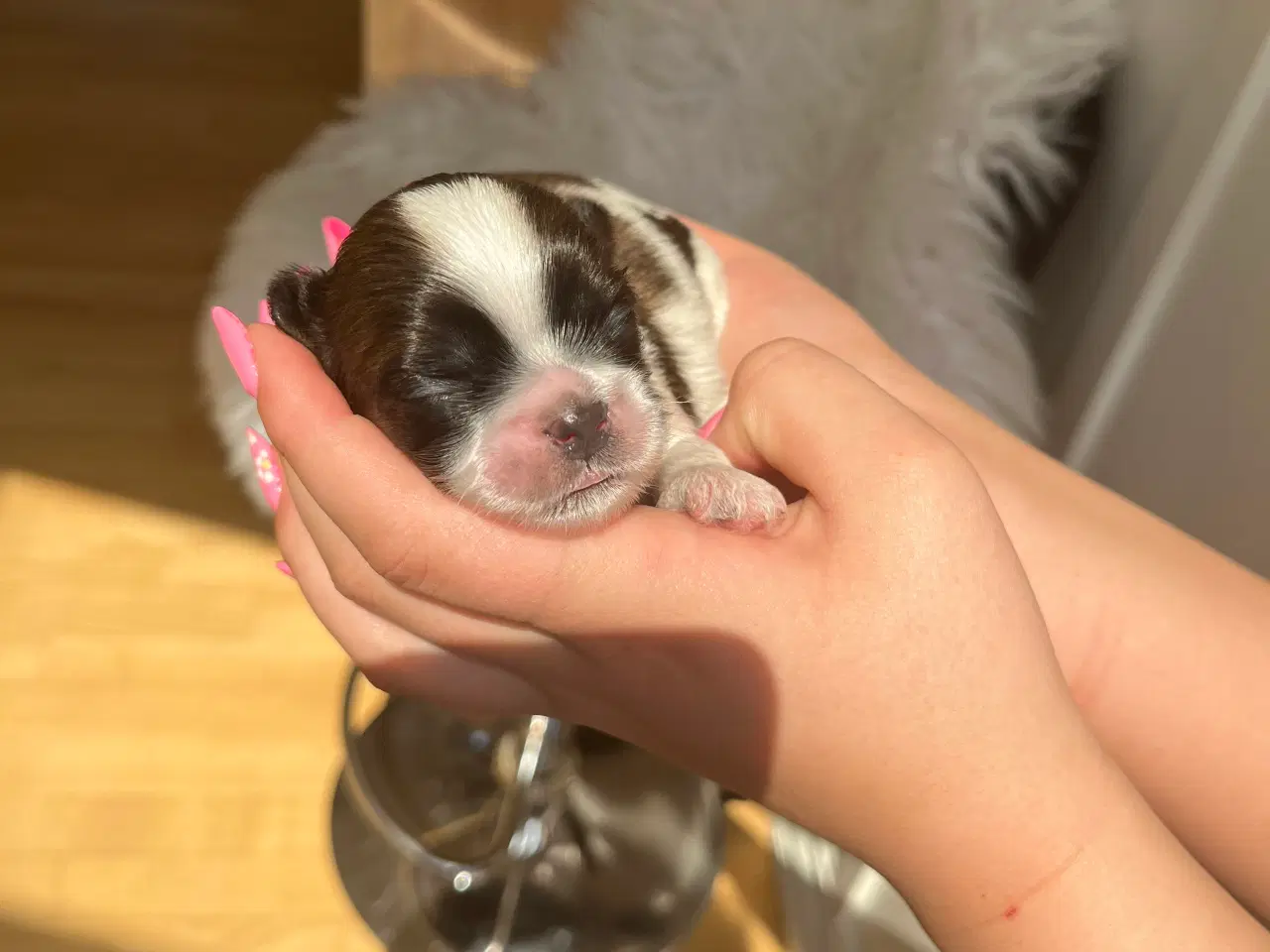 Billede 13 - Rene shih tzu hvalpe til salg 