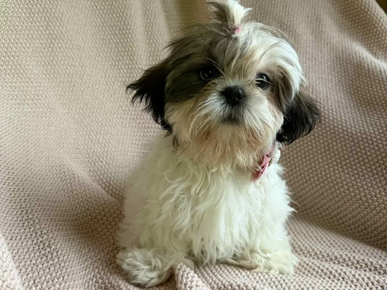 Billede 1 - En smuk, 3 måneder gammel shih tzu hvalp – Zara –