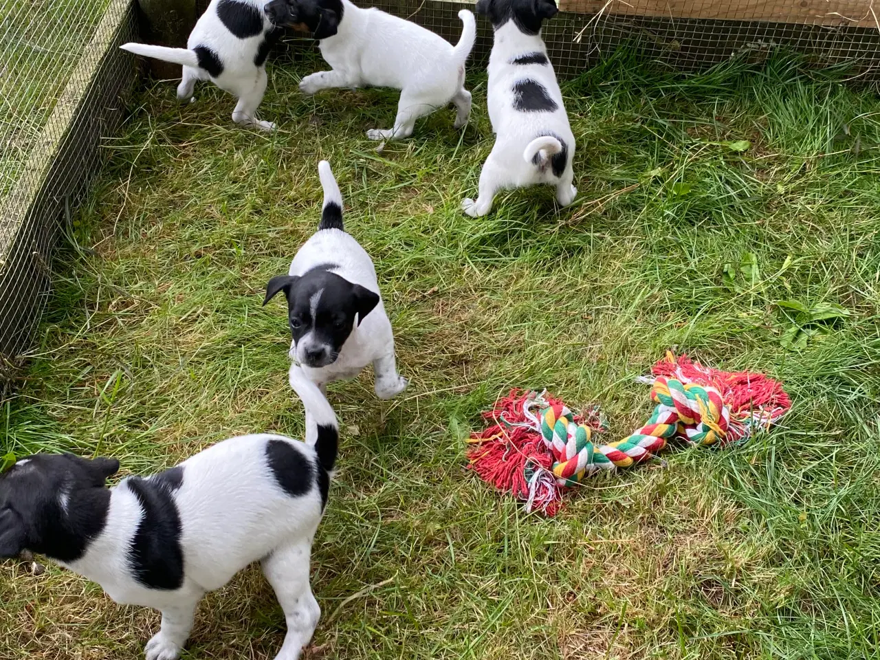 Billede 5 - Dansksvensk gårdhunde hvalpe