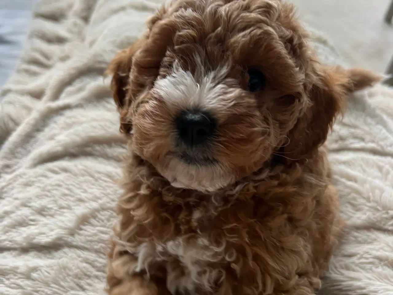 Billede 8 - 🐩 Små dværgpuddelhvalpe søger nye kærlige hjem 🏡