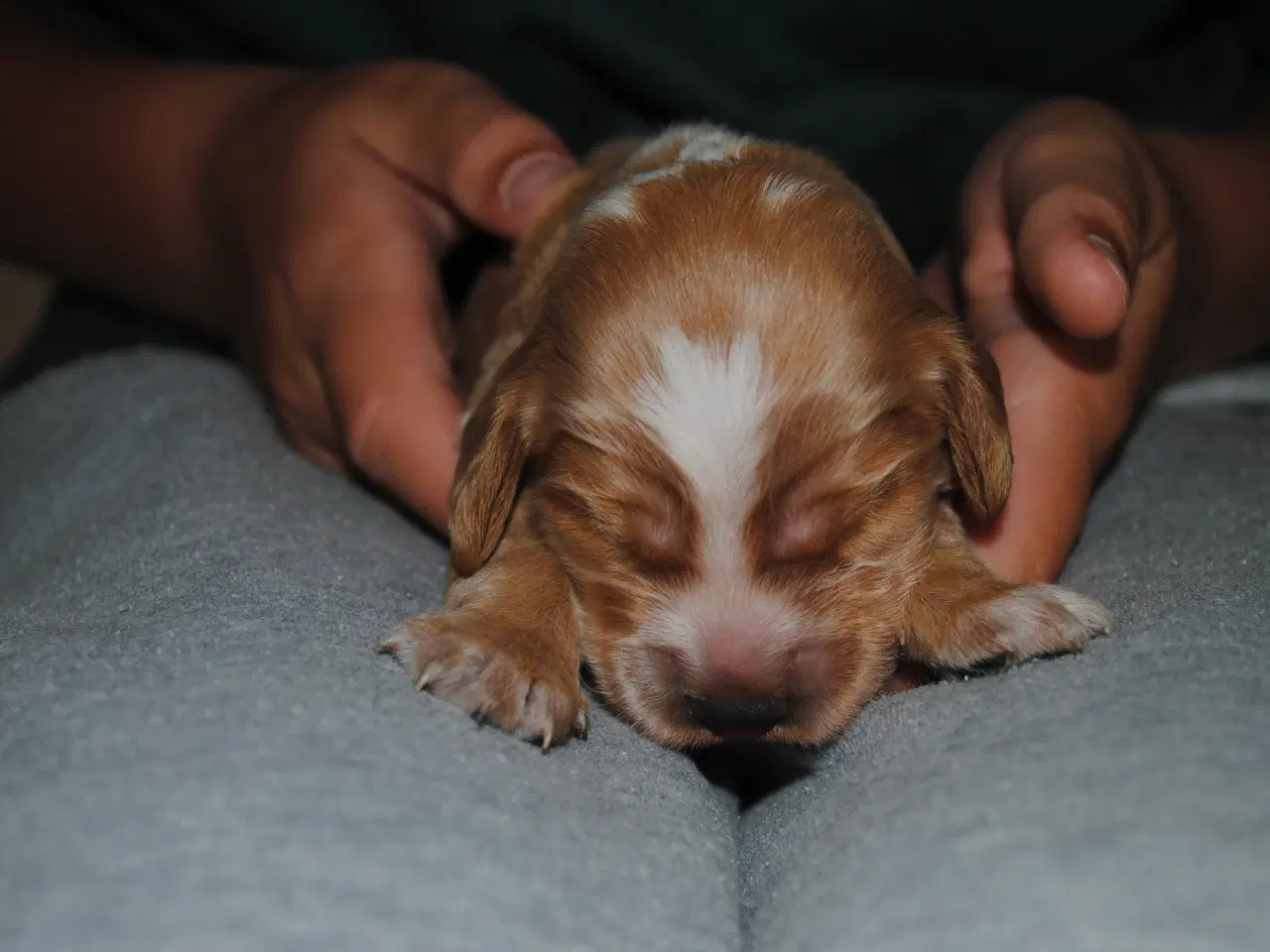 Billede 8 - Cocker Spaniel hvalpe