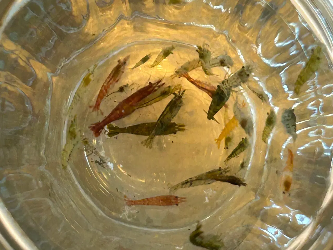 Billede 4 - 🦐 Neocaridina rejer – blandede 10stk | GLS