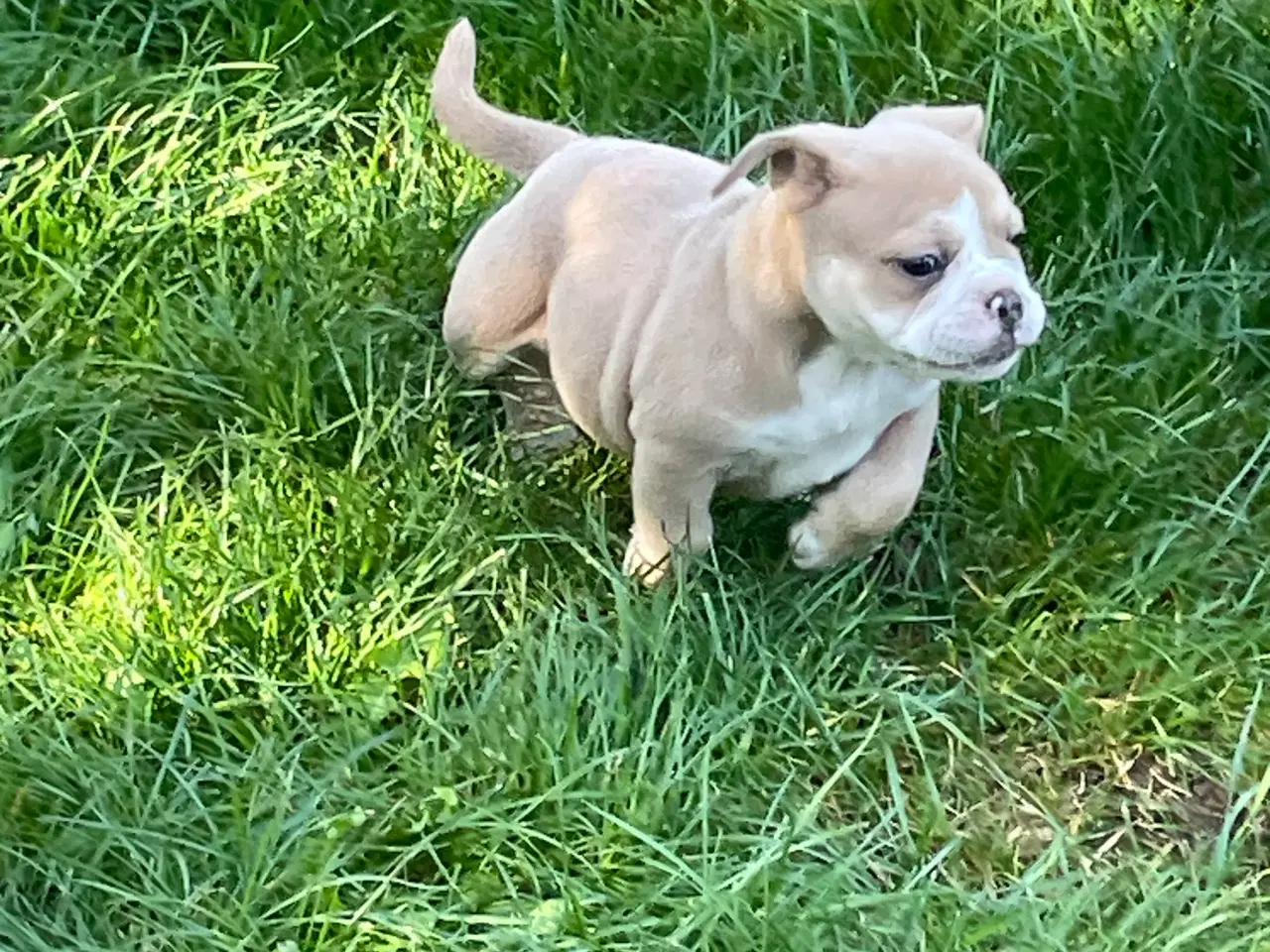 Billede 4 - New english bulldog hvalpe