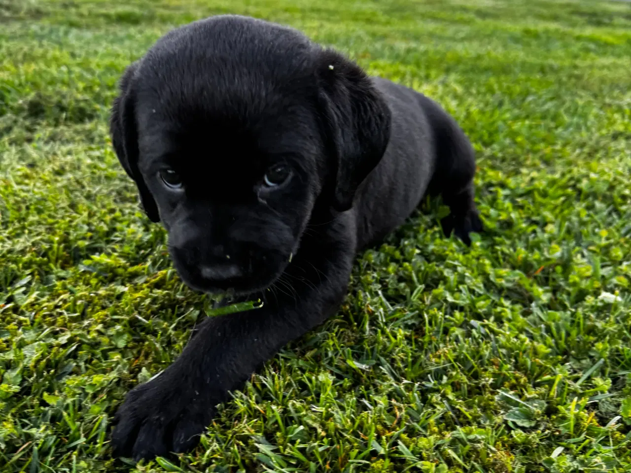 Billede 8 - Rottweiler/ Labrador hvalpe 