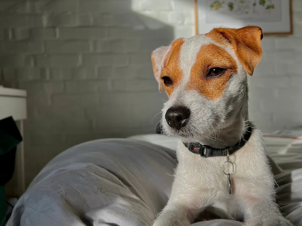 Billede 7 - Jack Russell Terrier hvalpe