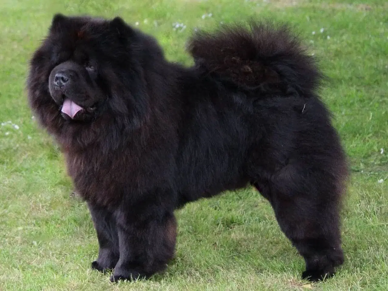 Billede 17 - Chow chow