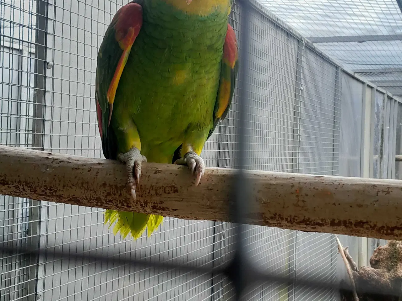 Billede 2 - Amazonas magna og oratrix