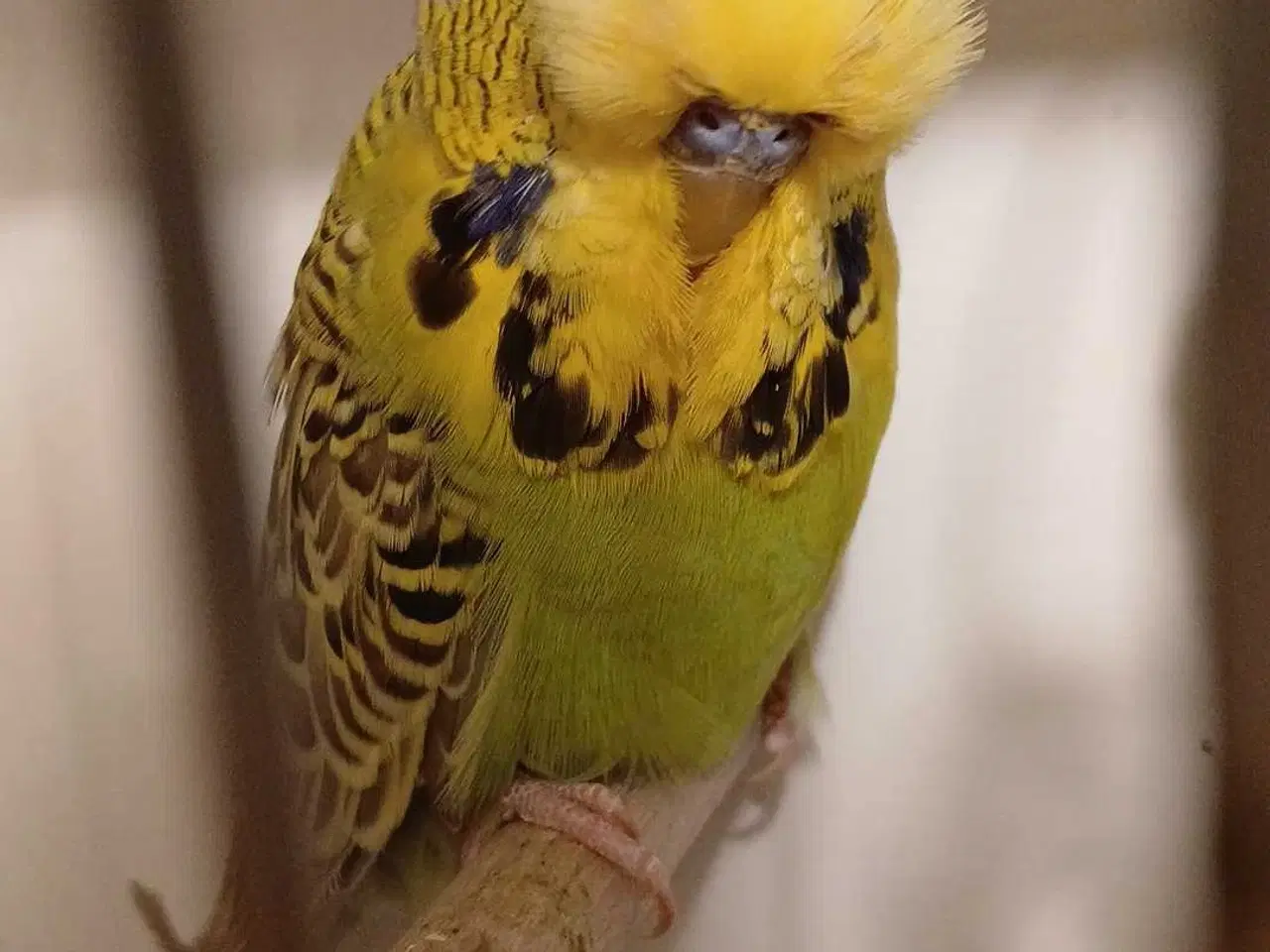 Billede 3 - Engelske undulater