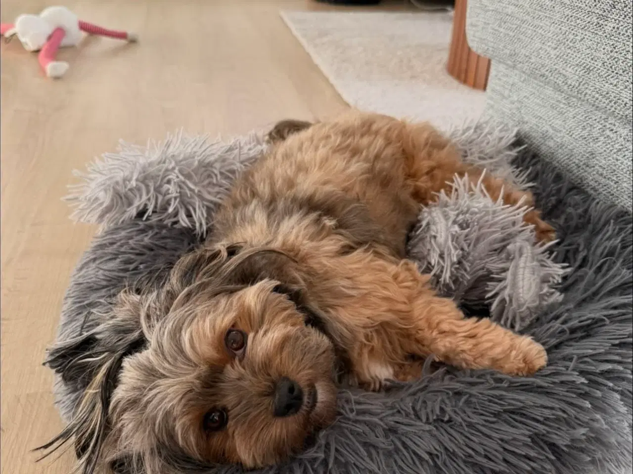 Billede 11 - Bichon Havanais hvalpe 