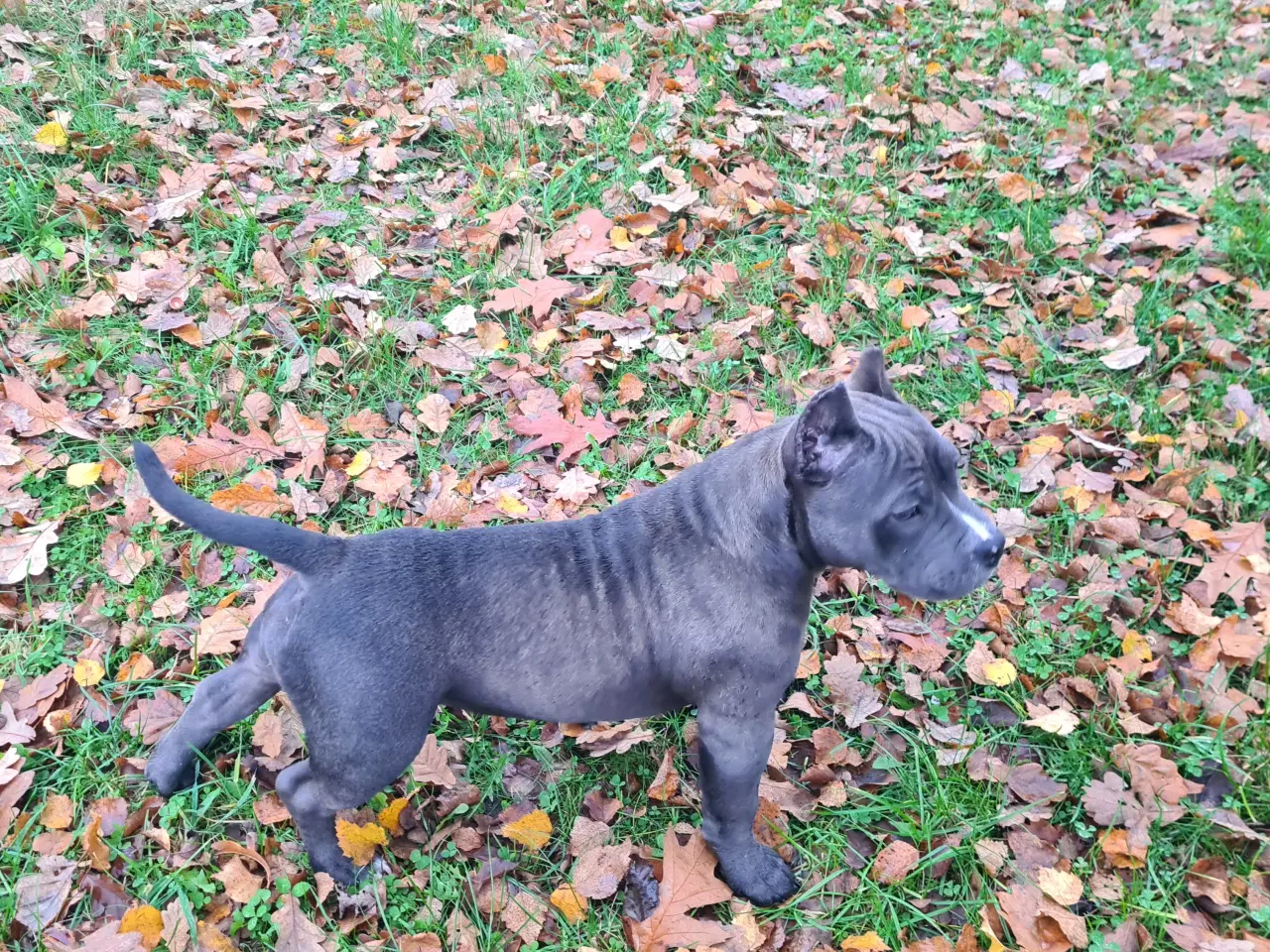 Billede 6 - American Bully Pocket abkc