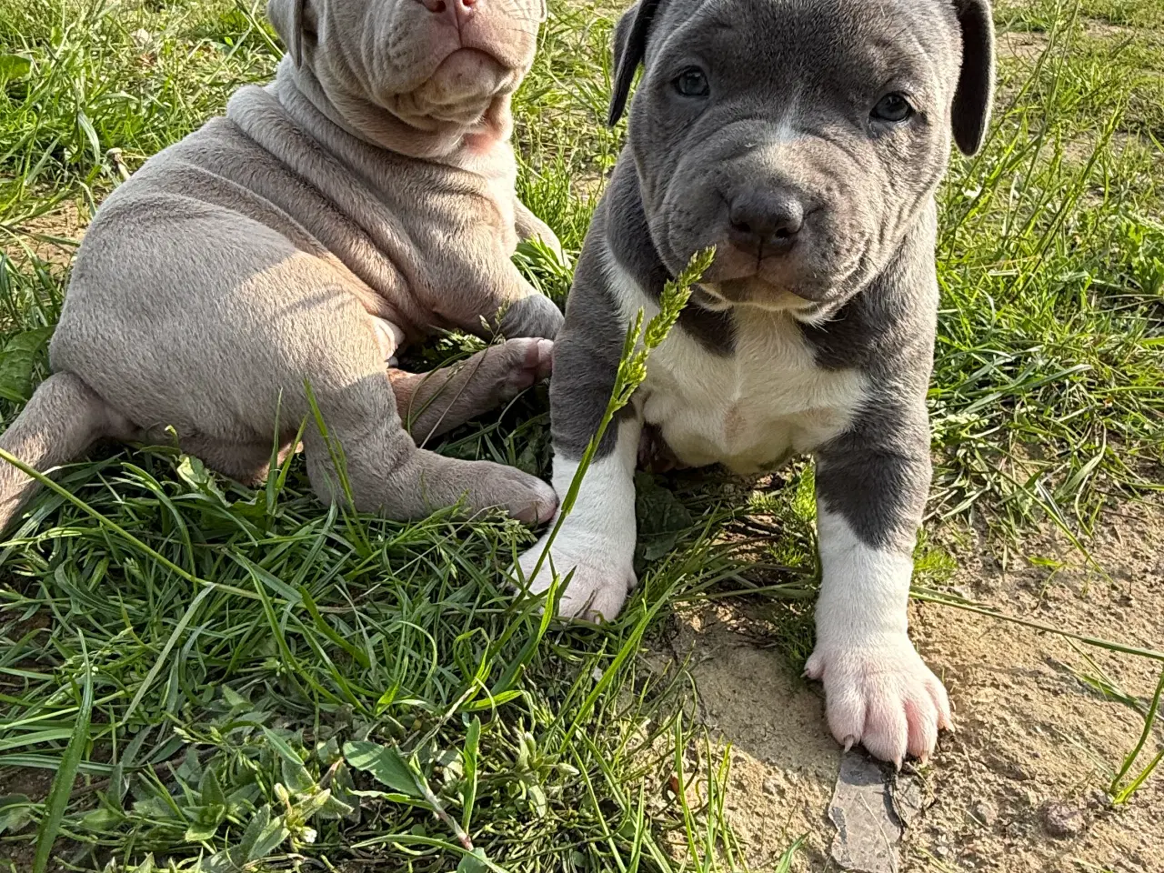 Billede 5 - Smukke American Bully XL-hvalpe med stamtavle ❤️