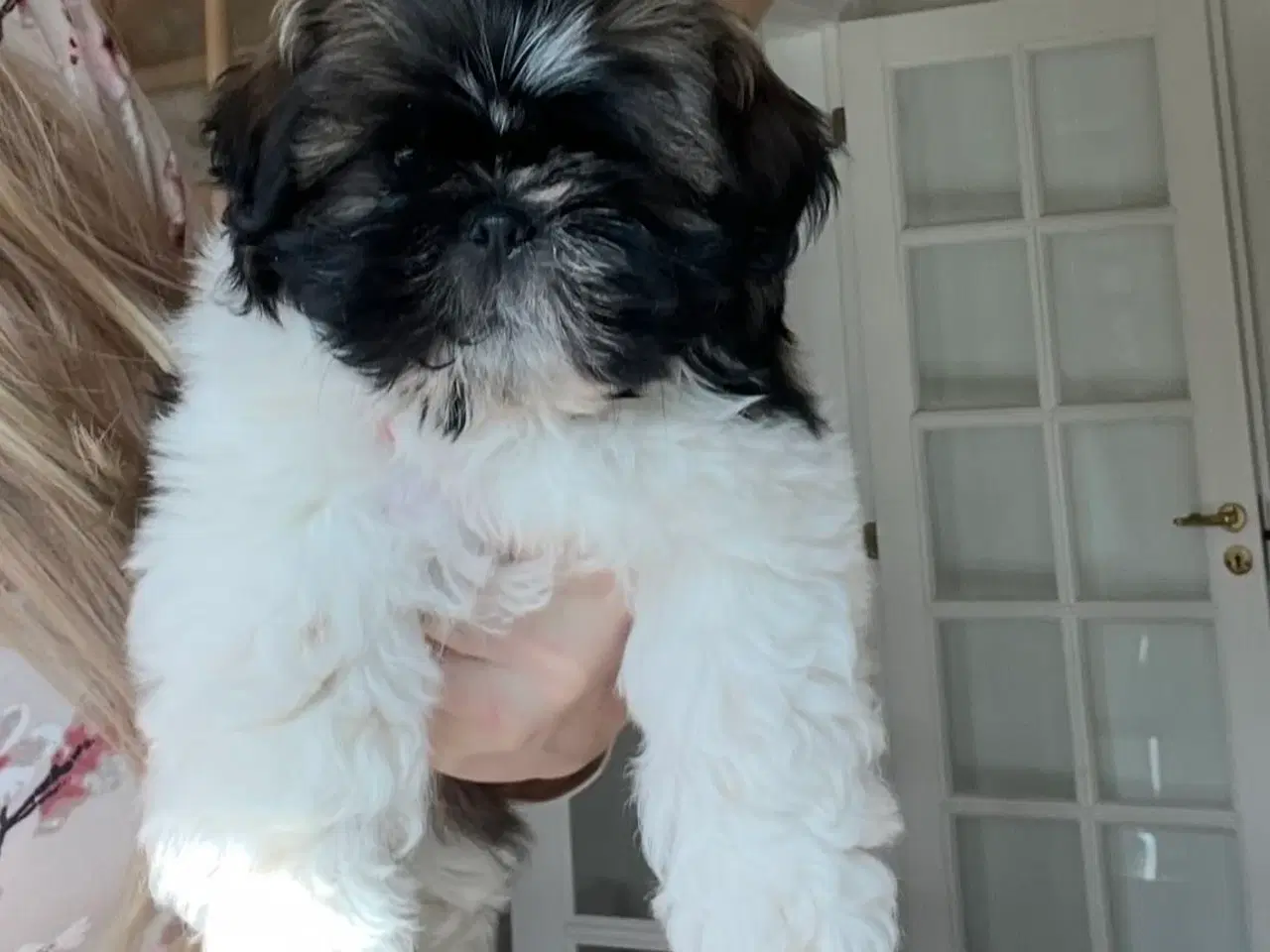 Billede 1 - 🐶 Skøn Shih Tzu hvalp søger kærligt hjem