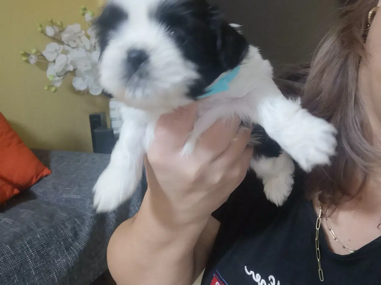 Billede 4 - Shih tzu Hvalpe