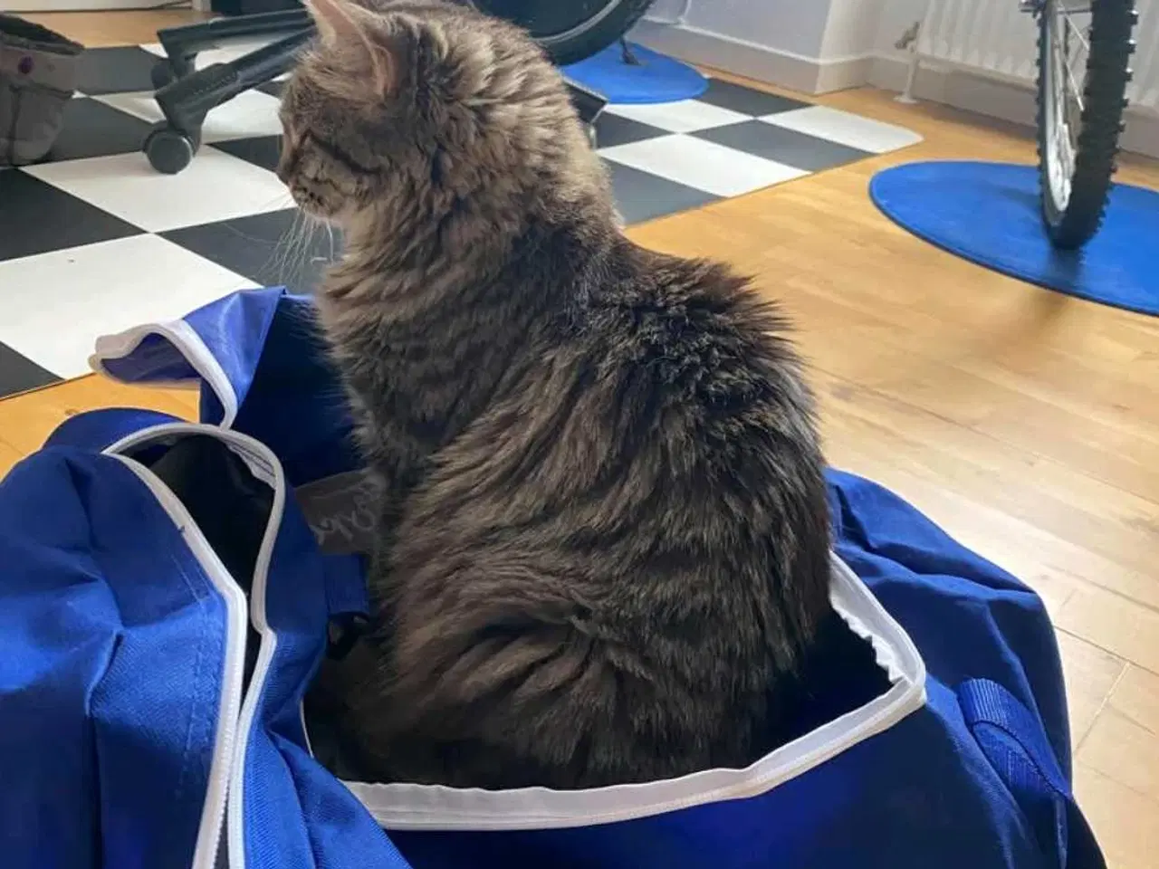 Billede 3 - Kat Maine coon blanding